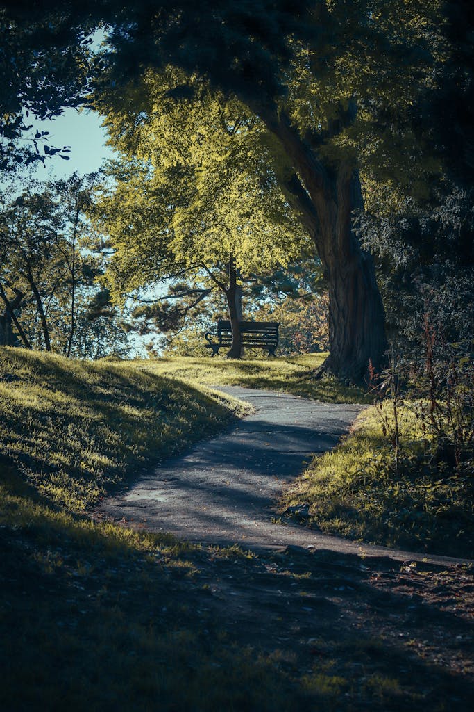 A peaceful woodland scene in Bristol with a sunlit bench along a winding path.